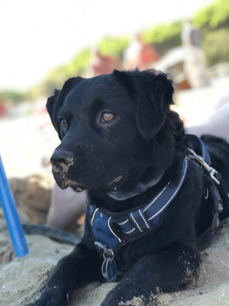 Camping mit Hund